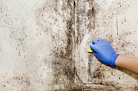 mould removal services